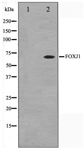 HFH-4 / FOXJ1 Antibody