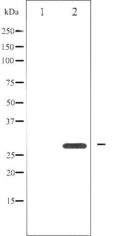 YWHAZ / 14-3-3 Zeta Antibody