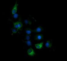 Monoclonal Mouse anti-Human KLK8 / Kallikrein 8 Antibody (clone OTI1D2, IHC, IF, WB)