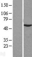 VIPAS39 Protein (Over-Expression Lysate Myc-DDK (Flag))