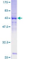 Human LGALS12 / Galectin 12 Protein (Recombinant GST)