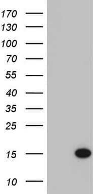AAMDC Antibody (clone OTI1C4)
