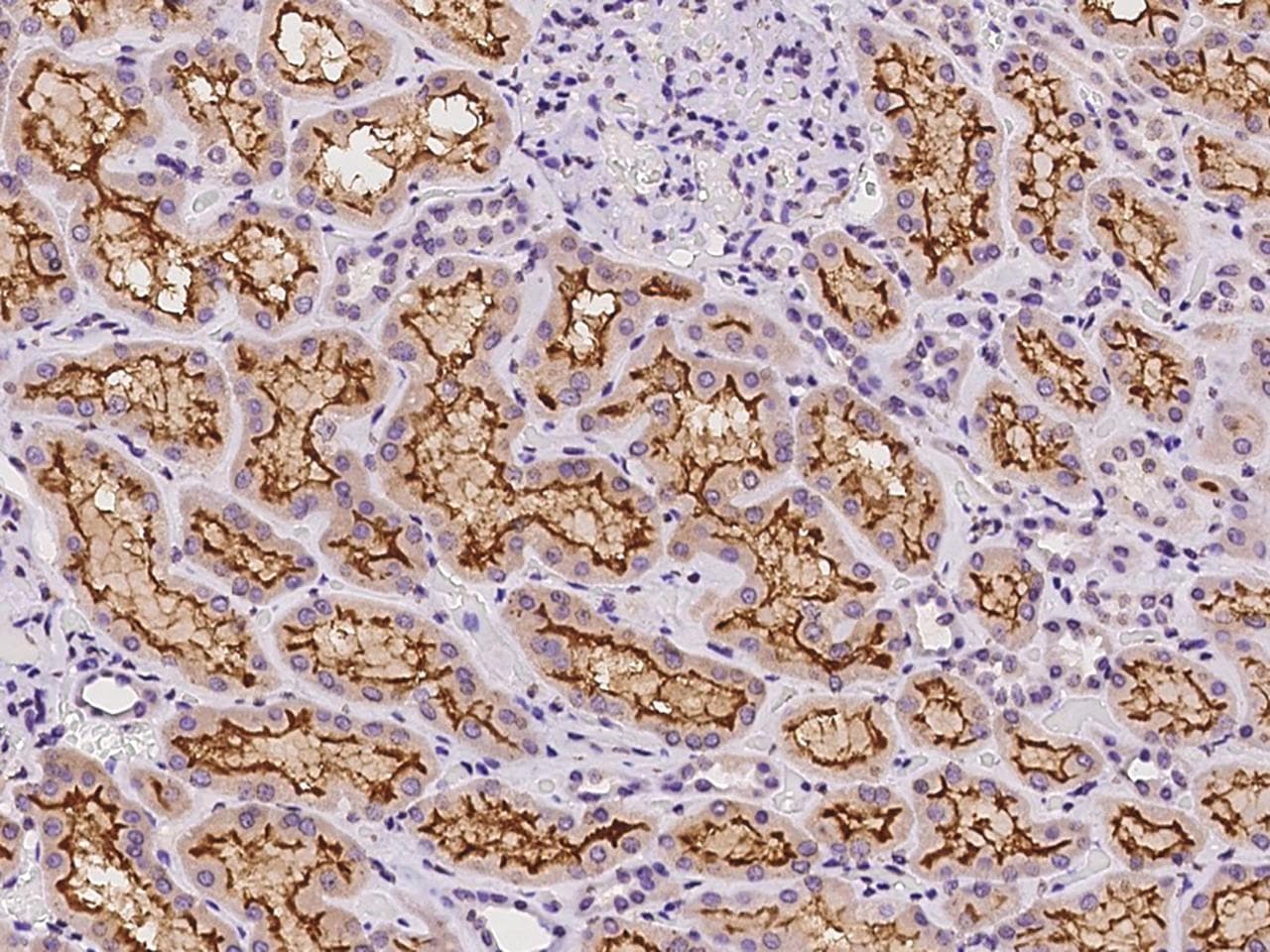 PDYN / ProDynorphin Antibody