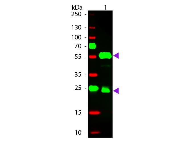 Polyclonal Donkey Anti-Guinea Pig IgG Secondary Antibody (TRITC, IF, WB)