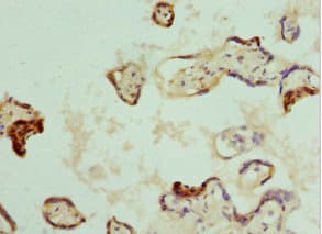 NRBF2 Antibody