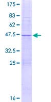 Human HSPB9 Protein (Recombinant GST)