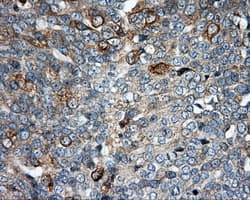 BAP / SIL1 Antibody (clone OTI3E3)