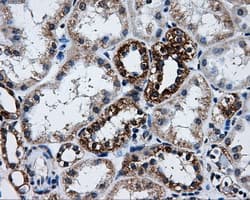 ATP5B / ATP Synthase Beta Antibody (clone OTI1F7, Carrier-free)