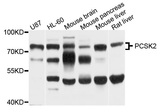 PCSK2 Antibody