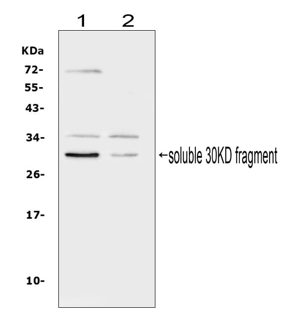 Polyclonal Rabbit anti-Human FLT3LG / Flt3 Ligand Antibody (aa206-220, WB)