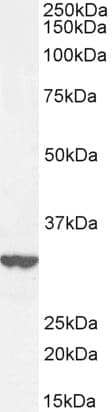 IHC-plus™ ABRI / ITM2B Antibody (aa224-238)