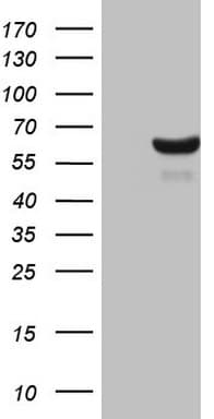 CDC6 Antibody (clone OTI1B3)