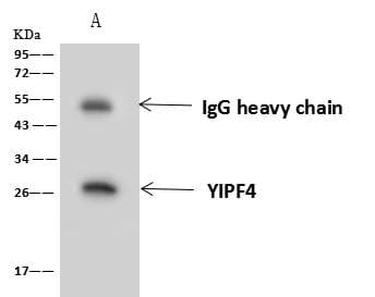 YIPF4 Antibody