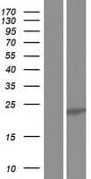 U2AF1L4 Protein (Over-Expression Lysate Myc-DDK (Flag))