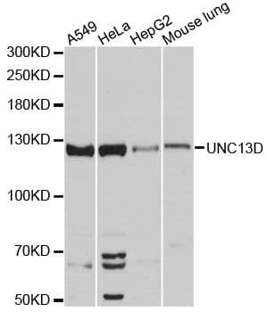UNC13D Antibody