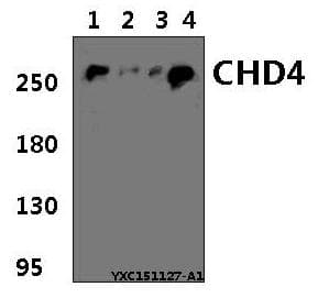CHD4 Antibody