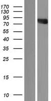 GRG4 / TLE4 Protein (Over-Expression Lysate Myc-DDK (Flag))