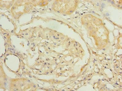 PNRC2 Antibody