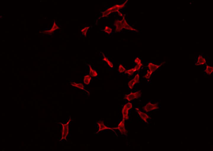 MAST205 / MAST2 Antibody