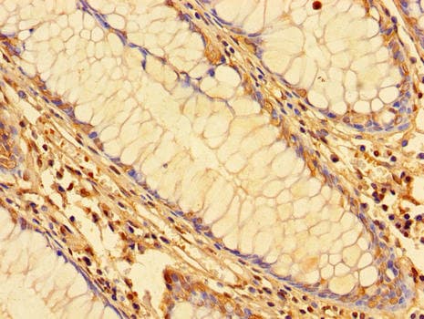 KPNA2 / Importin Alpha 1 Antibody