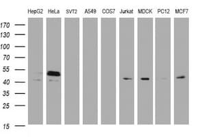 PAI-RBP1 / SERBP1 Antibody (aa1-262, clone OTI4F8, Carrier-free)