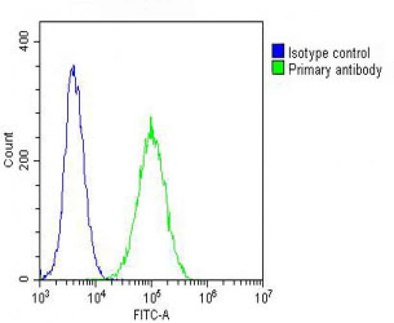 Tubulin beta-5 chain Antibody