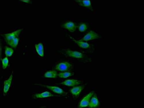 DISC1 Antibody