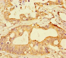 Polyclonal Rabbit anti-Human GPR183 / EBI2 Antibody
