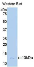 PLAA Antibody (aa367-468, Biotin)