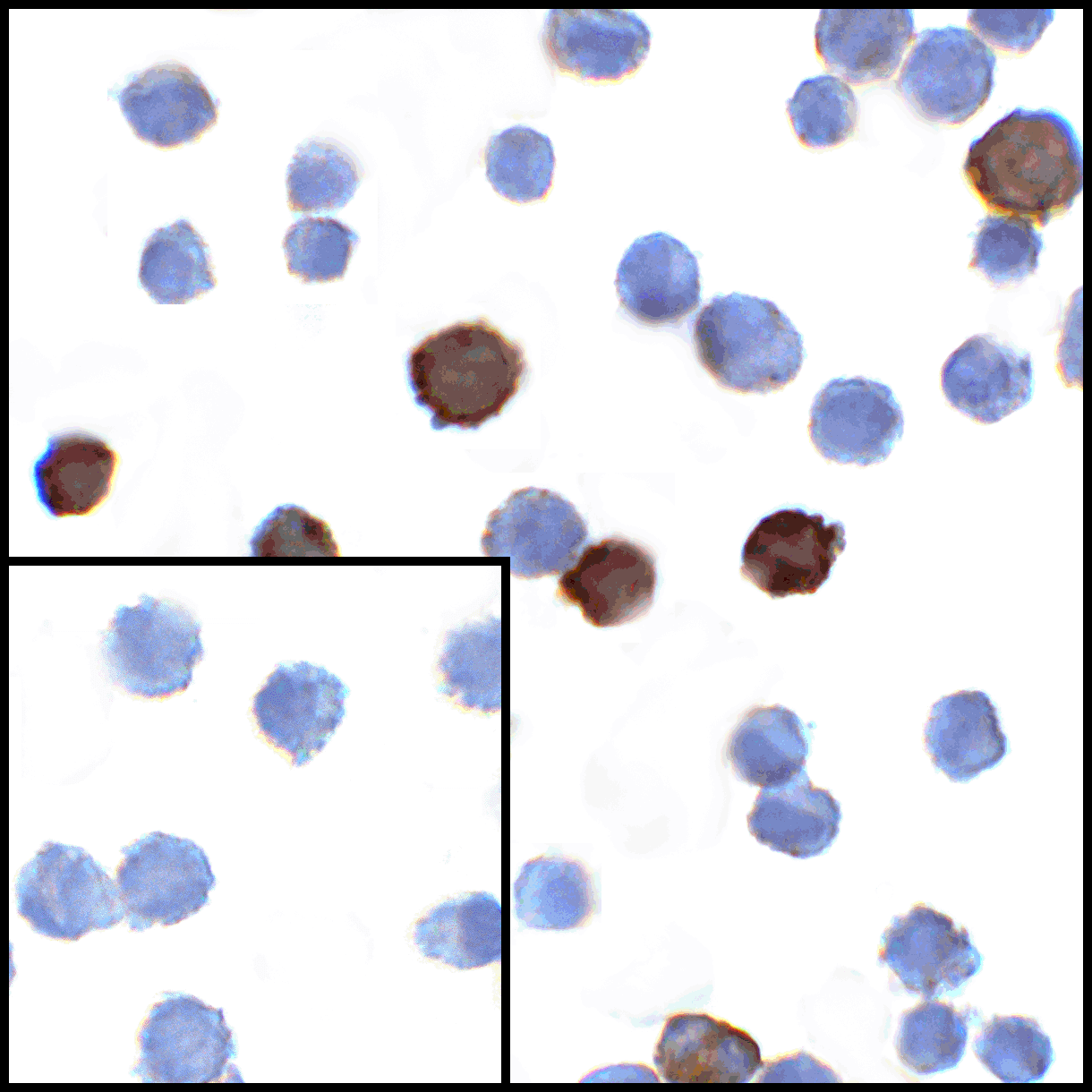 TNFSF14 / LIGHT Antibody (clone 7B9F12)