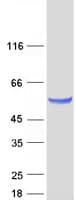 Human SCRN1 / Secernin 1 Protein (Recombinant Myc-DDK (Flag))