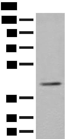 ERGIC3 Antibody