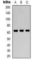 PRKAA1 / AMPK Alpha 1 Antibody