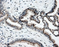 MCL1 / MCL 1 Antibody (clone OTI3B4)