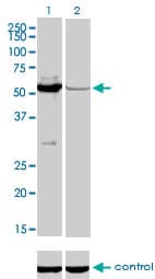 MUTYH / MYH Antibody (clone 4D10)