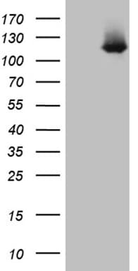 LONRF3 Antibody (aa206-456, clone OTI9G7)