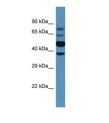 WNT6 Antibody (aa155-204)