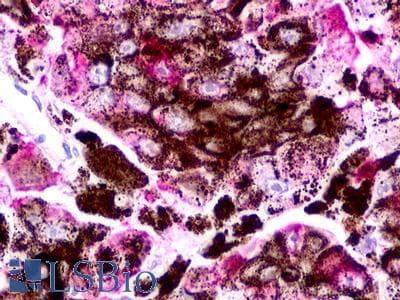 PathPlus™ TAAR2 / GPR58 Antibody (C-Terminus)