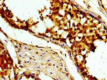 USP10 Antibody