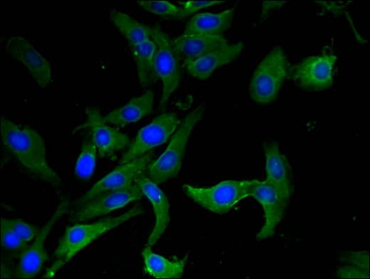 AHRR / AhR Repressor Antibody