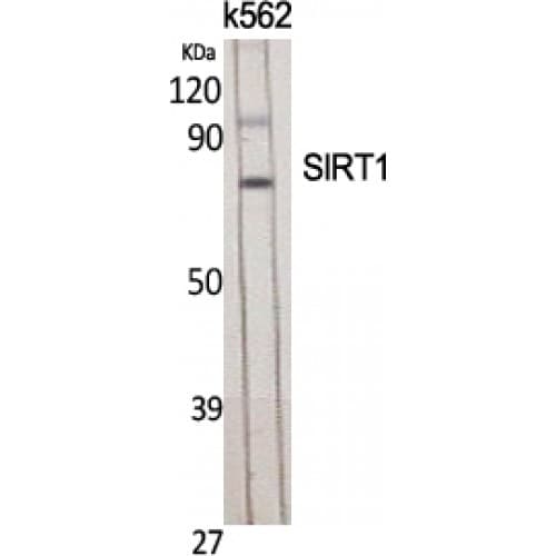 SIRT1 / Sirtuin 1 Antibody (30-110 aa)