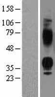 AVPR1B Protein (Over-Expression Lysate Myc-DDK (Flag))