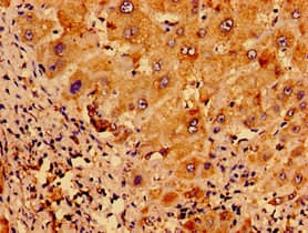 UCN2 / SRP Antibody