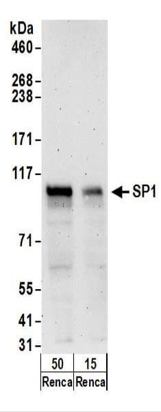 SP1 Antibody (aa750-C-term)
