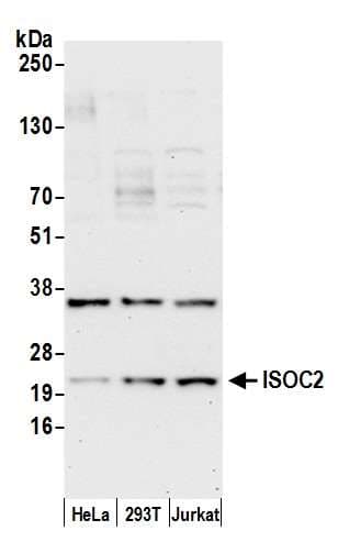 ISOC2 Antibody (aa75-125)