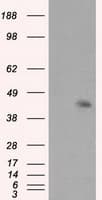 MCL1 / MCL 1 Antibody (clone OTI10F6)