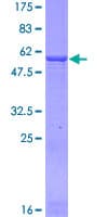 Human GLUD2 Protein (Recombinant GST)