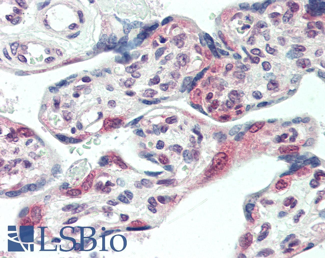 IHC-plus™ Monoclonal Mouse anti-Human CENPF / CENP-F Antibody (aa1759-2093, IHC, WB)
