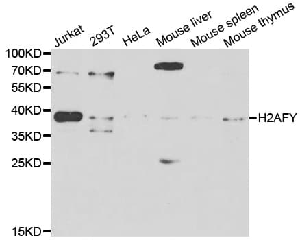H2AFY / MACROH2A1 Antibody