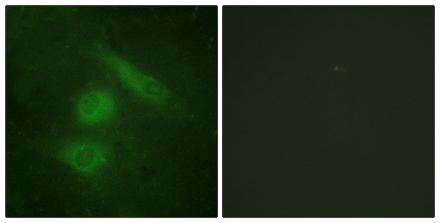 IRF3 Antibody (aa351-400)